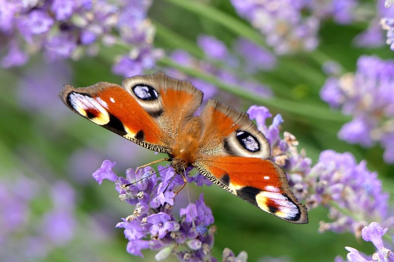 Butterfly Image